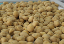 More than 14 thousand hectares of potatoes were planted in the Tashkent region this year