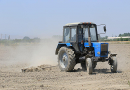 Tashkent region: repeated crops are being planted on 100,000 hectares of grain-free land