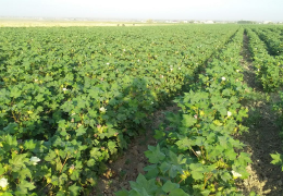 The inspection is monitoring the ginning in the cotton fields