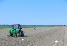 Surkhandarya: Planting seeds for the 2024 harvest has been completed