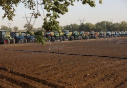 Ташкентская область: сколько земель засеяно зерном?