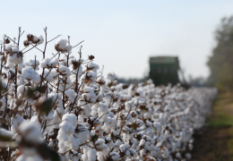 The results of the competition between seed cotton growers from the current year's crop