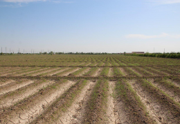 In Navoi, repeated crops are being planted on the land that has been cleared of grain