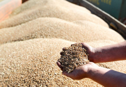 Khorezm: The reception of 87,900 tons of grain from the 2023 season was controlled