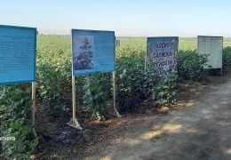 Demonstration on conducting approval inspection of cotton fields planted for seed in Surkhandarya region  training seminar was held