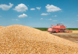 Качественное хранение зерна, принятого в государственный ресурс, находится под контролем инспекции
