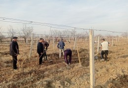 Urgent measures are being taken to protect pomegranate orchards and vineyards from the cold.