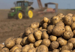 По республике накоплено около 43 тысяч тонн семенного картофеля высокого поколения.