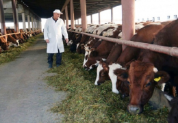 KHORAZM: MORE THAN EIGHT HUNDRED VIOLATIONS IN THE FIELD OF BREEDING CONTROL IN LIVESTOCK ARE IDENTIFIED