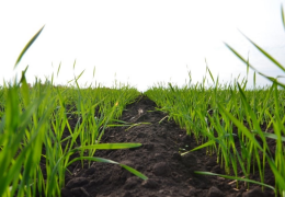 Качественное проведение агротехнических мероприятий на зерновых полях находится под контролем Инспекции.