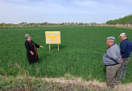 QUALITY IMPLEMENTATION OF AGROTECHNICAL MEASURES IN SEED GRAIN FIELDS IS UNDER THE CONTROL OF THE INSPECTION