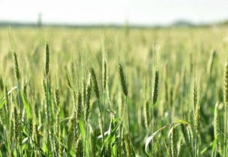 Ташкентская область: семенная пшеница, выращенная на площади более 8 тысяч га, находится под контролем инспекции