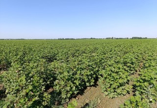 Samarkand: cotton cultivation is at its peak