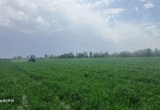 АКТУАЛЬНЫЕ ЗАДАЧИ ПО ВЫРАЩИВАНИЮ ВСЕХ ПОСЕВНЫХ ЗЕРНОВЫХ КУЛЬТУР ДЛЯ УРОЖАЯ СЛЕДУЮЩЕГО ГОДА