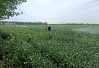 ЗЕРНОВОЕ ХОЗЯЙСТВО В ОКРУГЕ БОСТОНА НАХОДИТСЯ ПОД ПОСТОЯННЫМ КОНТРОЛЕМ