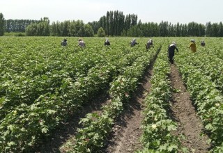 The quality of ginning in cotton fields is under the control of the Inspectorate