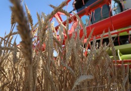 Approbation: 15,000 hectares of seed grain was excluded from the seed account