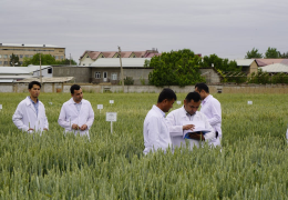 AT THE CENTER IN THE PRESENCE OF THE AGROINSPECTION, TESTS WERE CONDUCTED ON ASSESSING THE PRODUCTIVITY OF CEREAL SEEDS