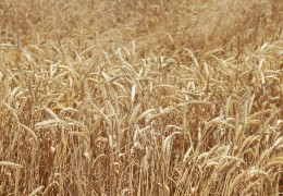 Качество, класс и конфликтность товарной пшеницы, полученной от урожая 2024 года, находятся на контроле «Узагроинспекции».