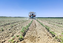 Khorezm: mistakes and shortcomings were made in cotton agrotechnics on an area of ​​2.5 thousand hectares