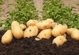 2022 йил ҳосили учун 39 ярим минг тонна уруғлик картошка жамғарилишига эришилди