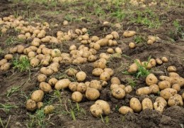 Картофель высаживают в качестве повторной культуры на площади в пятьдесят тысяч гектаров.