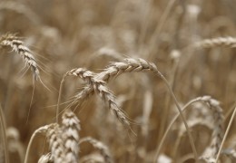 #goodnews  KHORESM FARMERS SUCCESSFULLY FULFILLED THE GRAIN PLAN