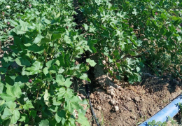 Mirzacho‘l tumanining 200 dan ortiq fermer xo‘jaliklari rahbarlari ogohlantirildi