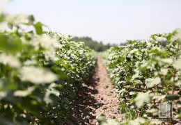 Andijan: progress of agrotechnical activities in cotton fields
