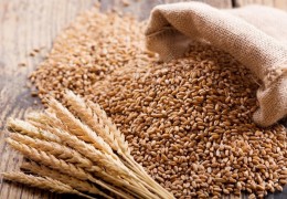 Качество пшеницы, полученной в качестве госресурса от урожая 2024 года, находится под контролем