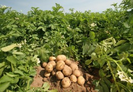 99 тонна уруғлик картошка фермер хўжаликларига етказиб берилди