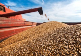 Fergana: high-quality wheat is delivered to grain receiving enterprises