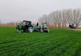 Is the Tashkent region ready for spring feeding of grain planted for this year's harvest?