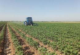 Are agrotechnical activities in the cotton fields carried out in good quality?