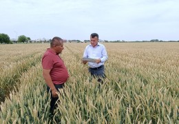 GRAIN APPROVAL TESTING IS UNDER CONTROL