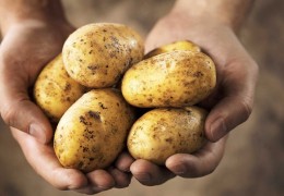 Импорт қилинган 309 тонна уруғлик картошкалар номувофиқ деб топилди