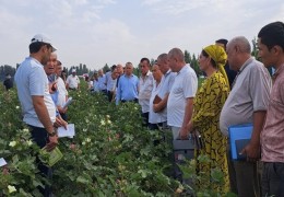 Наманган: проводятся согласовательные мероприятия по определению урожайности хлопка