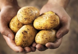 Булунғур: 56 та фермер хўжаликларининг 134 гектар майдонларида экилган уруғлик картошкалар яроқли деб топилган