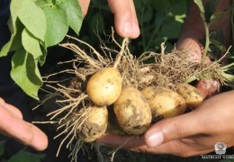 Жорий йилда картошка экиладиган майдонларга 58,5 минг тонна уруғлик картошка етишмаслиги маълум бўлди