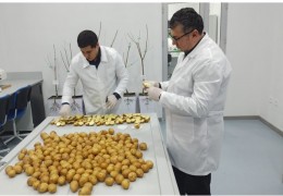 Certificates of conformity are issued for seed potatoes
