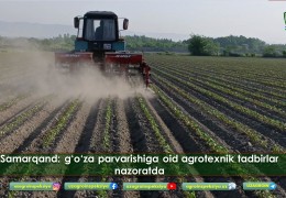 Самарқанд: ғўза парваришига оид агротехник тадбирлар назоратда