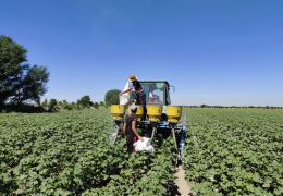 The work of feeding cotton with mineral fertilizers is being monitored by the Inspectorate