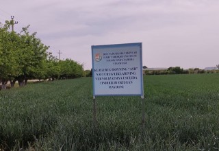 УРУҒЛИК ҒАЛЛА — СИФАТЛИ ҲОСИЛНИНГ АСОСИ