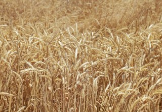 The quality, class and conflict situations of commodity wheat received from the harvest of 2024 are under the control of 