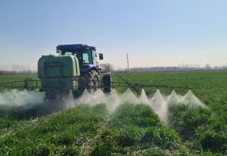 Seed grain fields being cultivated for the 2025 harvest in the Tashkent region are under inspection control.