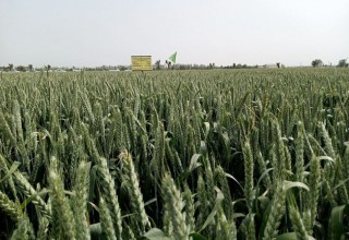 САРА УРУҒ – МЎЛ ҲОСИЛ ГАРОВИ