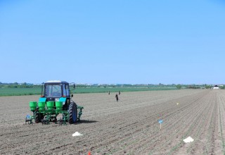 Сурхандарьинская: Завершена посадка семян урожая 2024 года