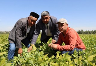 Press tur: Samarqandda 90 ming gektardan ortiq yer maydonida takroriy ekinlar yetishtirilmoqda