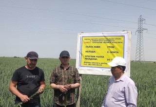 GRAIN SEEDS UNDER INSPECTION CONTROL