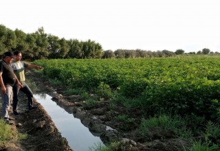 NAVBAHOR TUMANIDA G‘O‘ZA AGROTEXNIKASI TADBIRLARI DAVOM ETMOQDA